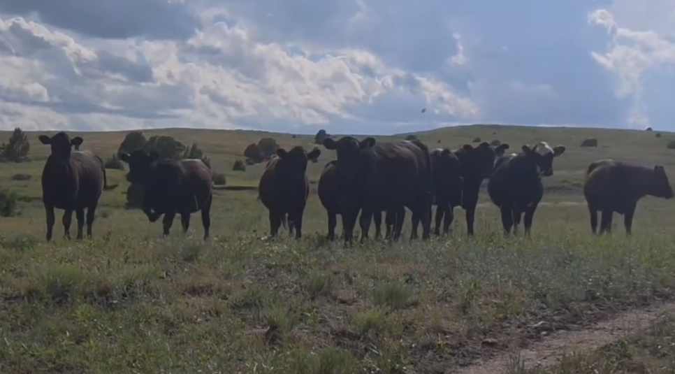 900 lb, gentle bred heifers, April 1 calvers! – Home raised BH721A5